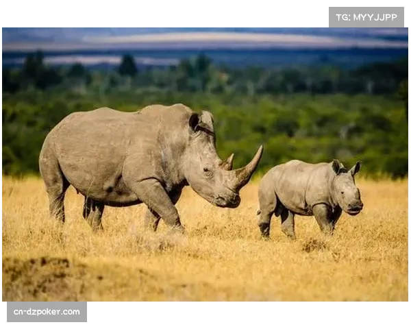 财政现实与冠军野心的碰撞:解析朗斯的小球队生存智慧